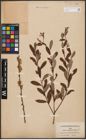 Foto von Salix aurita L. x Salix purpurea L.